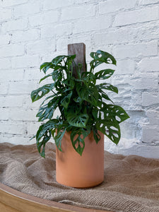 Monstera adonsonii || "Swiss Cheese"