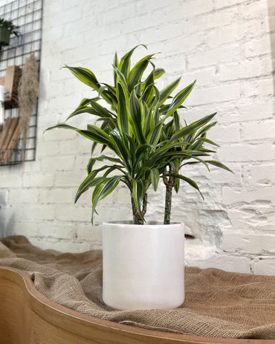 Dracaena warneckii 