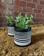 Load image into Gallery viewer, Ric Rac Cactus