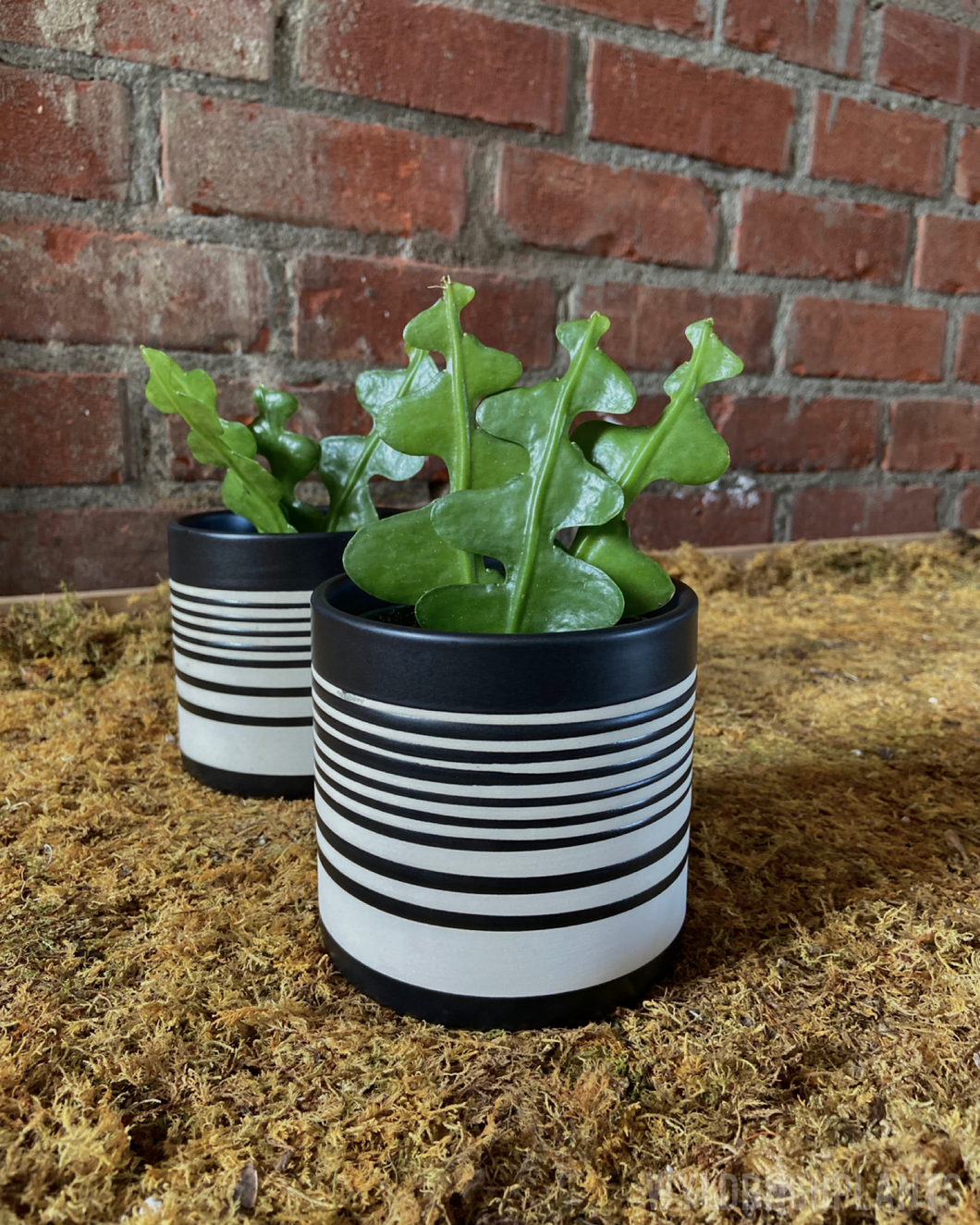 Ric Rac Cactus