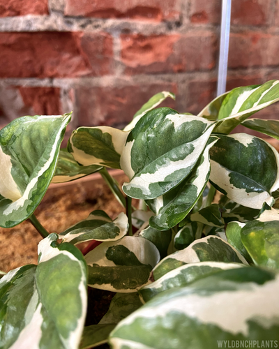 Epipremnum aureum || “Njoy Pothos” // Hanging Basket