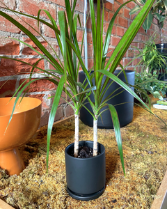 Dracaena marginata