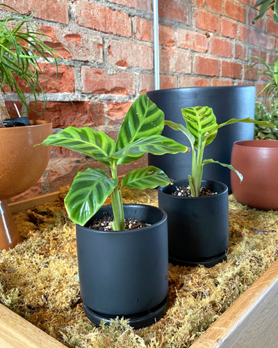 Calathea zebrina