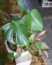 Load image into Gallery viewer, Wyldbnch Custom Arrangements // Low Bowl