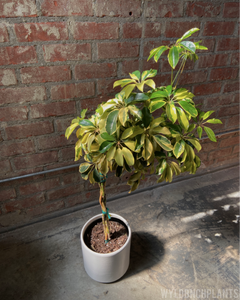 Schefflera arboricola “Dazzle”