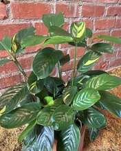 Load image into Gallery viewer, Ctenanthe lubbersiana