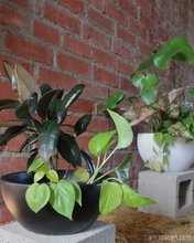 Load image into Gallery viewer, Wyldbnch Custom Arrangements // Low Bowl