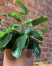 Load image into Gallery viewer, Ctenanthe lubbersiana
