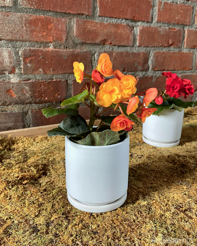 Begonia reiger