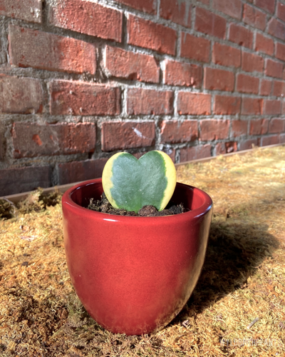 Hoya kerrii 4”