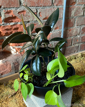 Load image into Gallery viewer, Wyldbnch Custom Arrangements // Low Bowl