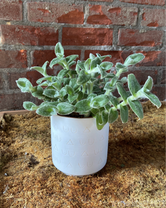 Tradescantia pallida || “White Fuzzy”