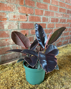 Ficus elastica || ‘Ruby’