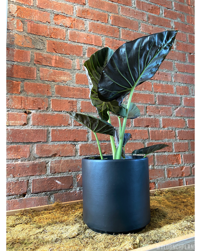 Alocasia ‘Regal Shield’