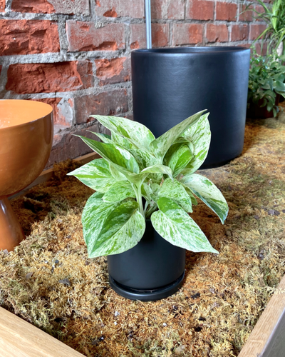 Epipremnum aureum || “Snow Queen Pothos”