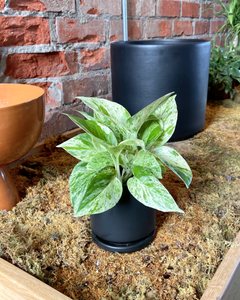 Epipremnum aureum || “Snow Queen Pothos”