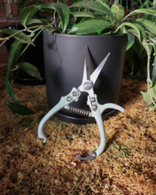 Load image into Gallery viewer, Modern Sprout Pruning Sheers
