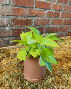 Epipremnum aureum || “Neon Pothos”