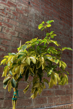 Load image into Gallery viewer, Schefflera arboricola “Dazzle”