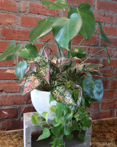 Wyldbnch Custom Arrangements // Bell