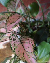 Load image into Gallery viewer, Wyldbnch Custom Arrangements // Low Bowl