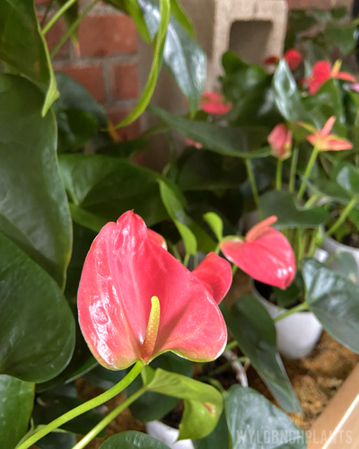 Anthurium Variety