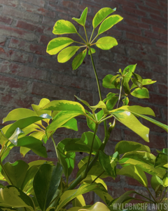 Schefflera arboricola “Dazzle”