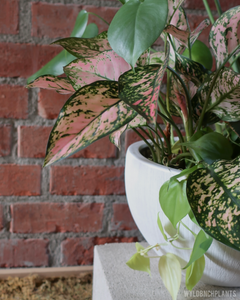 Wyldbnch Custom Arrangements // Bell