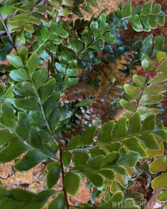 Fern || “Mahogany”