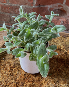Tradescantia pallida || “White Fuzzy”
