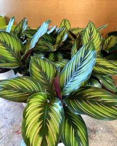 Calathea ornata “Beauty Star”