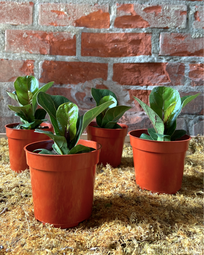 Ficus lyrata || “Little Sunshine”