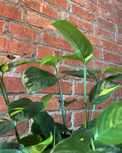 Load image into Gallery viewer, Ctenanthe lubbersiana