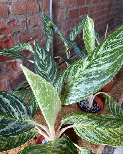 Aglaonema || “Golden Madonna”