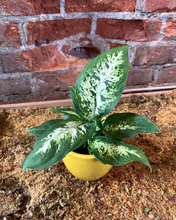 Load image into Gallery viewer, Dieffenbachia “Compacta”