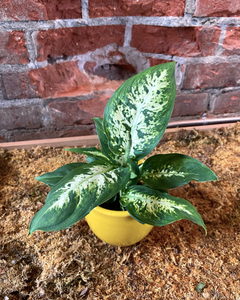 Dieffenbachia “Compacta”