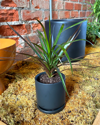 Dracaena ‘Magenta’