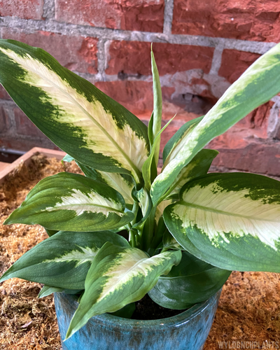Dieffenbachia “Camille”