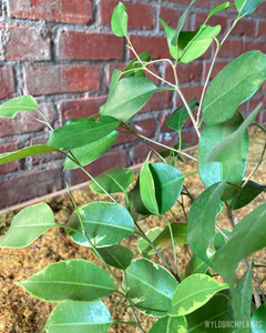Ficus benjamina