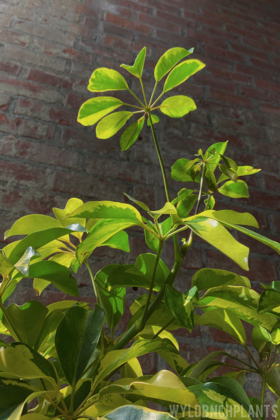Schefflera arboricola “Dazzle”