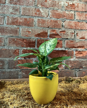 Load image into Gallery viewer, Dieffenbachia “Compacta”