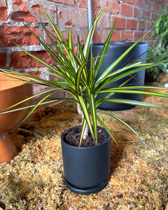 Dracaena ‘Sunray’