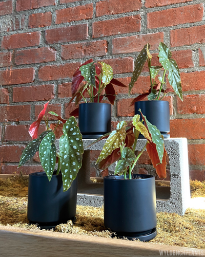 Begonia maculata