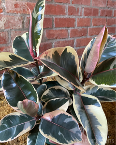 Ficus elastica || ‘Tineke’