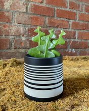 Load image into Gallery viewer, Ric Rac Cactus