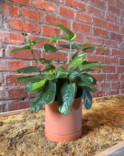 Load image into Gallery viewer, Ctenanthe lubbersiana
