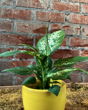 Load image into Gallery viewer, Dieffenbachia “Compacta”