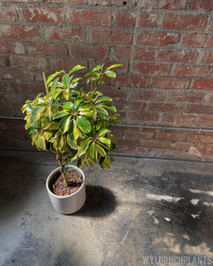 Schefflera arboricola “Dazzle”