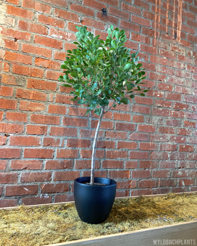 Ficus moclame