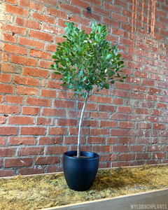 Ficus moclame